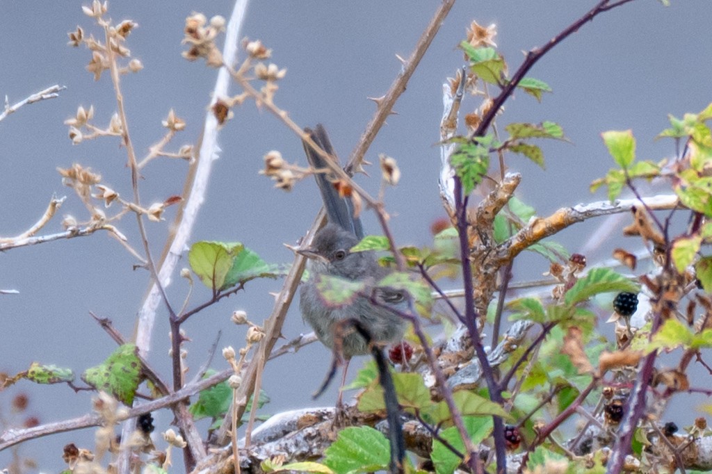 Marmora's Warbler - ML640521573