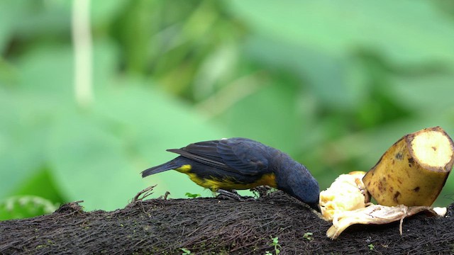 Blue-and-gold Tanager - ML640521621
