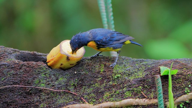 Blue-and-gold Tanager - ML640521622
