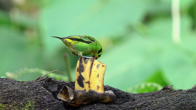 Emerald Tanager - ML640521624