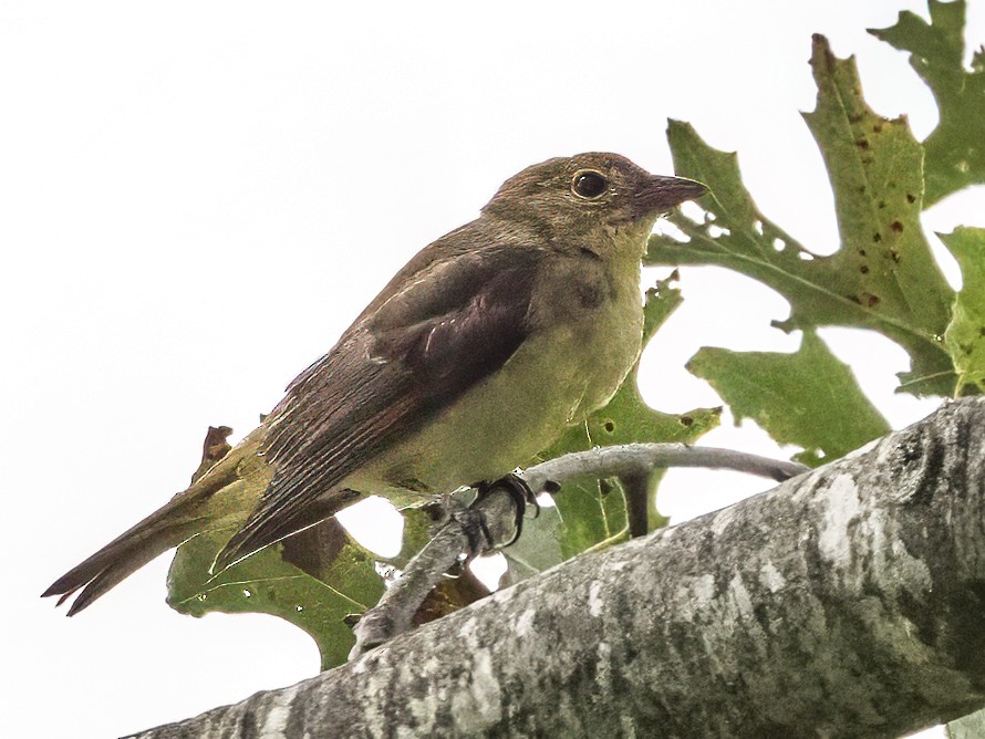 Scarlet Tanager - ML640521801