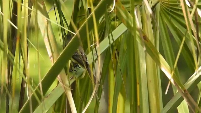 Alder/Willow Flycatcher (Traill's Flycatcher) - ML640521852
