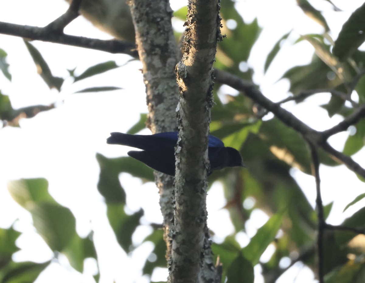 Purple-headed Starling - ML640521911