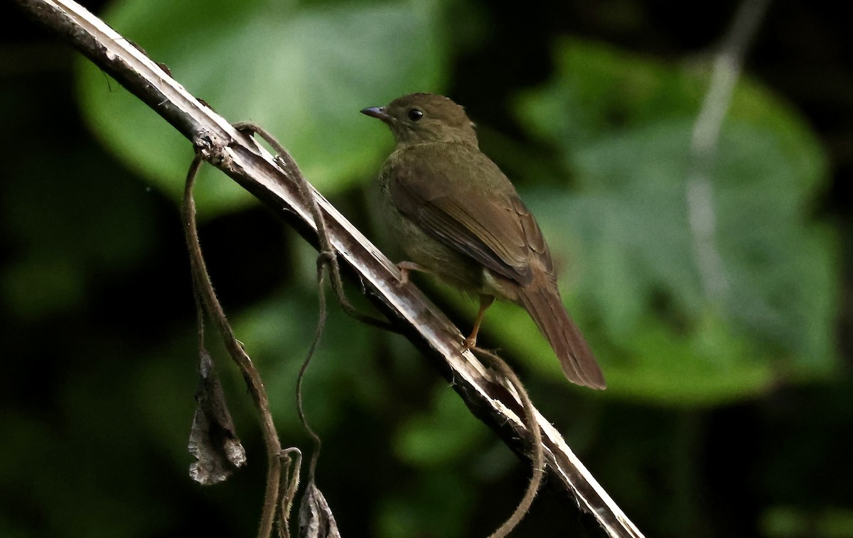 Little Greenbul - ML640521967