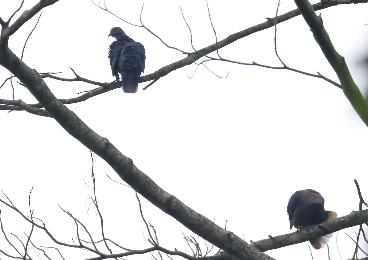 Western Bronze-naped Pigeon - ML640521987