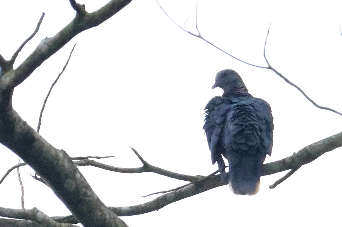 Western Bronze-naped Pigeon - ML640521988