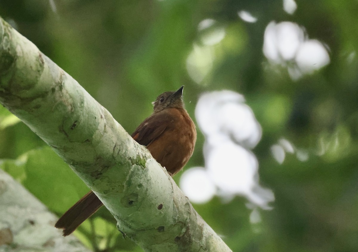 Rufous Flycatcher-Thrush - ML640522018