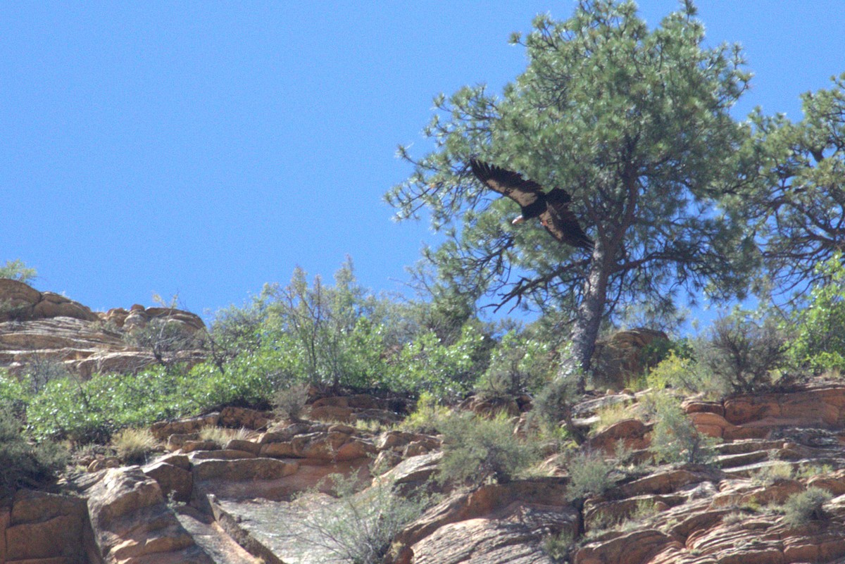 California Condor - ML640522057