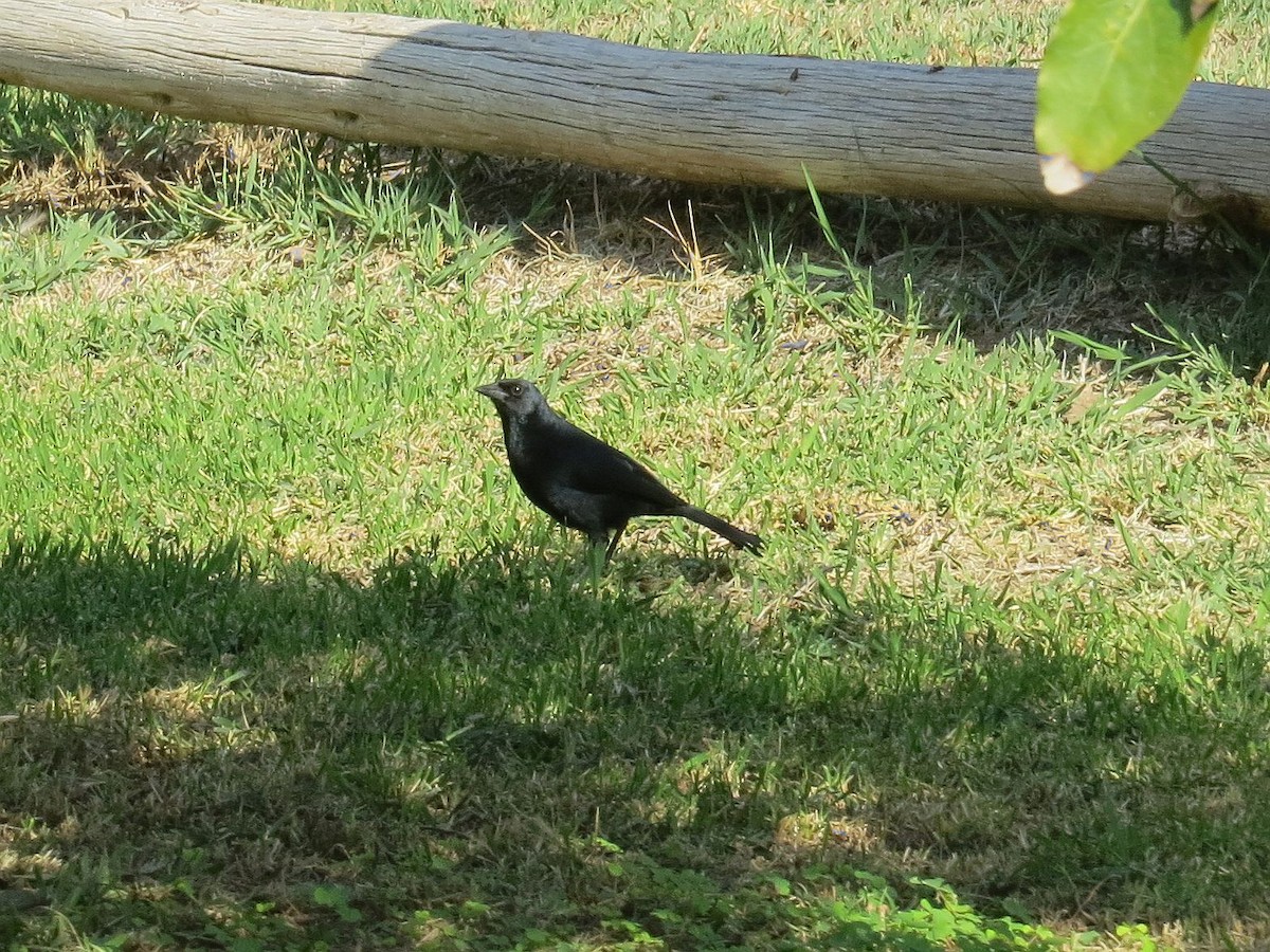 Scrub Blackbird - ML640522064