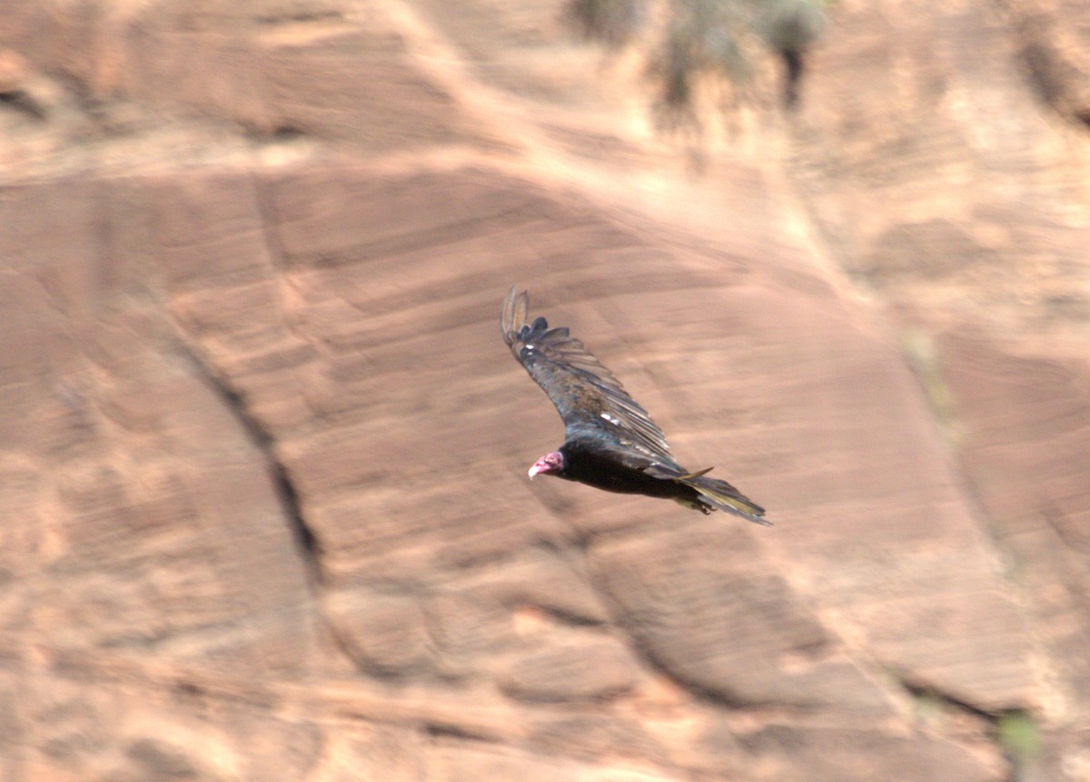 Turkey Vulture - ML640522071