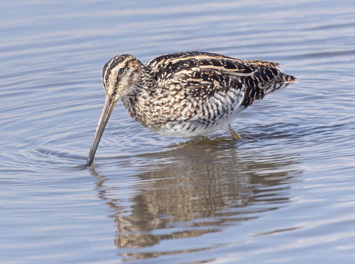 African Snipe - ML640522152