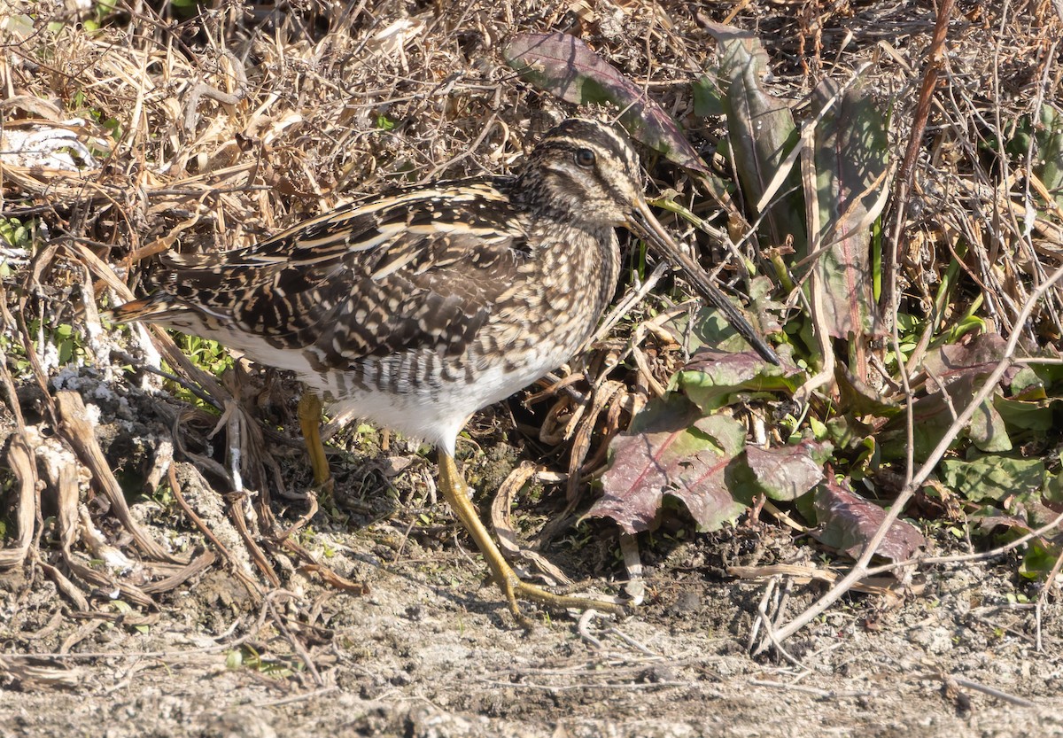 African Snipe - ML640522184