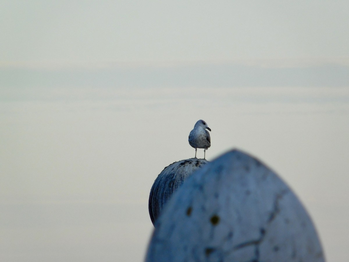 Yellow-legged Gull - ML640522190