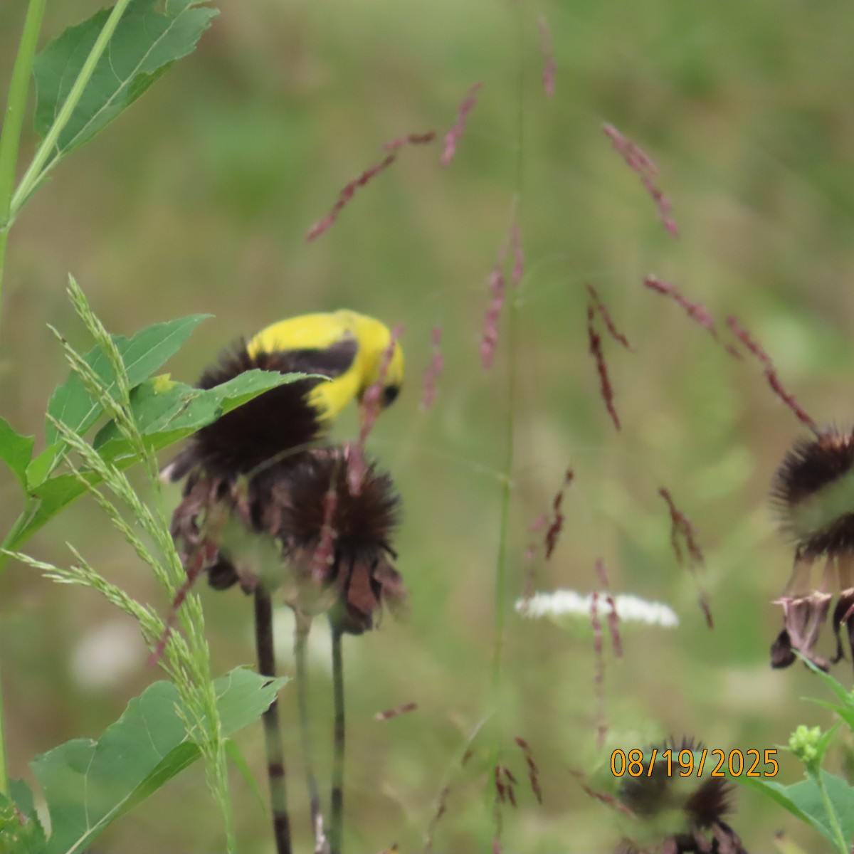American Goldfinch - ML640522195