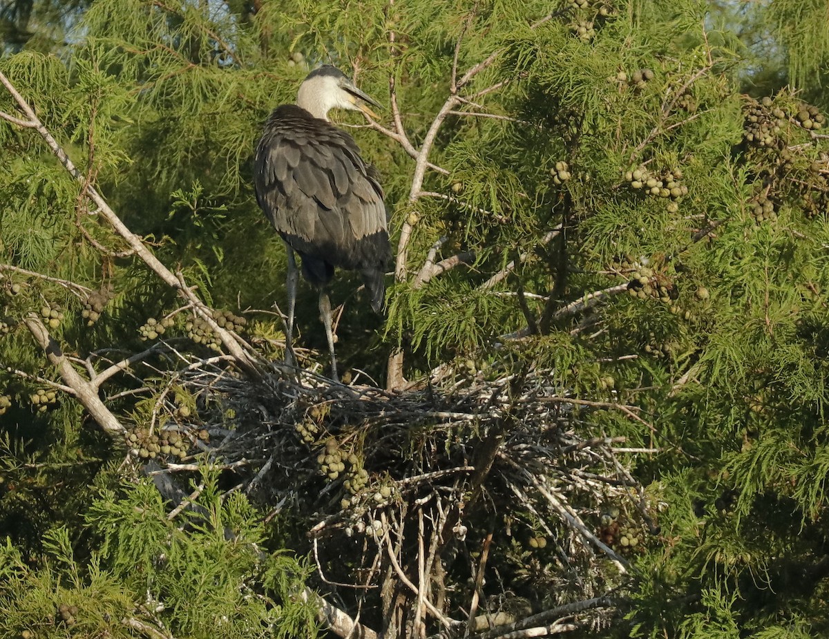 eBird Checklist - 19 Aug 2025 - Green Cay Wetlands & Nature Center - 35 ...