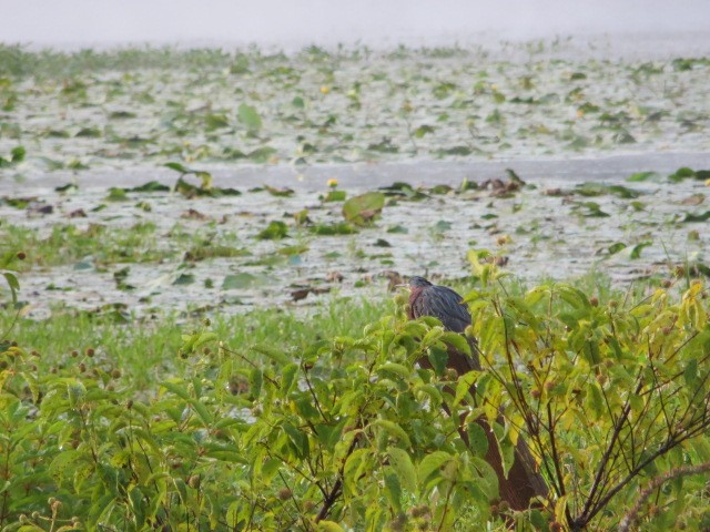 Green Heron - ML640522211