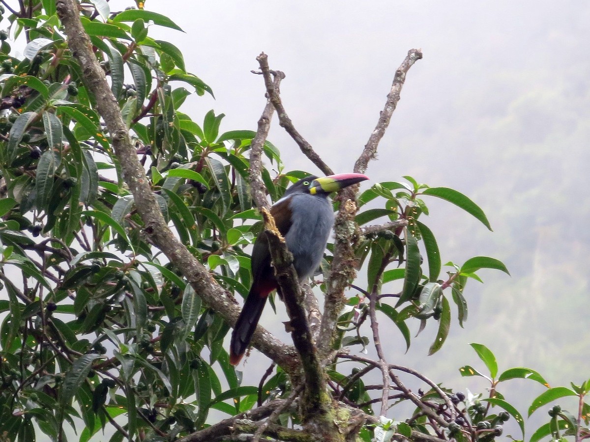 Gray-breasted Mountain-Toucan - ML640522238