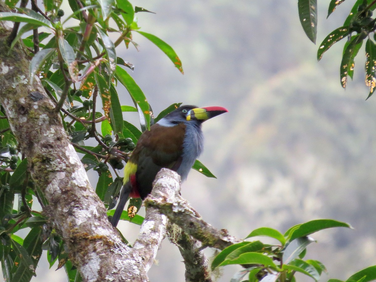 Gray-breasted Mountain-Toucan - ML640522239