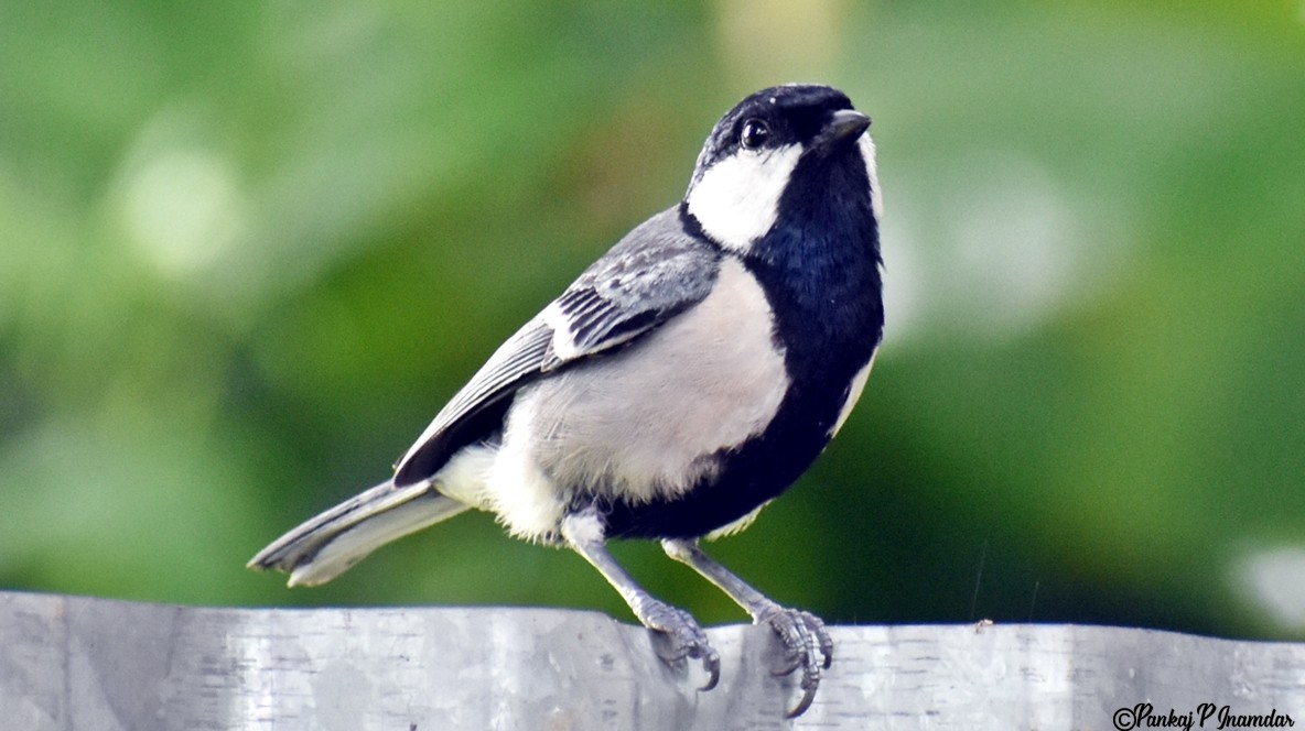 Asian Tit (Cinereous) - ML640522256