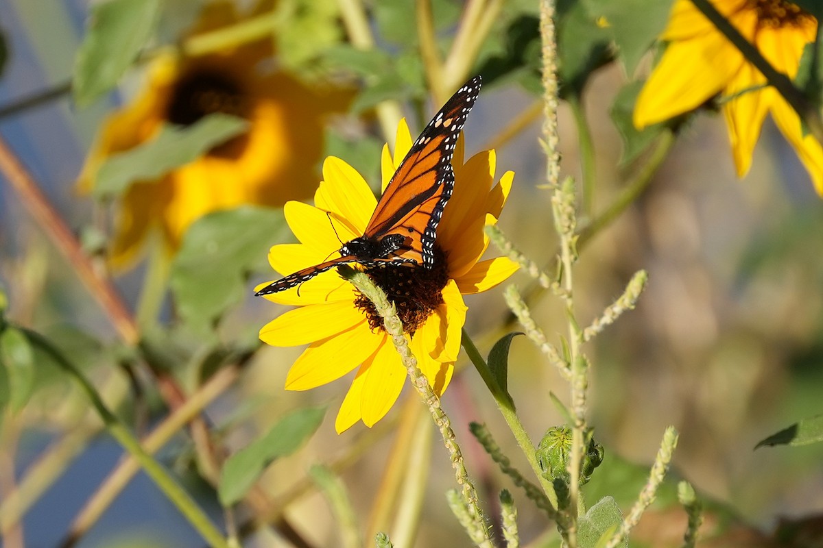 Monarch - ML640522277