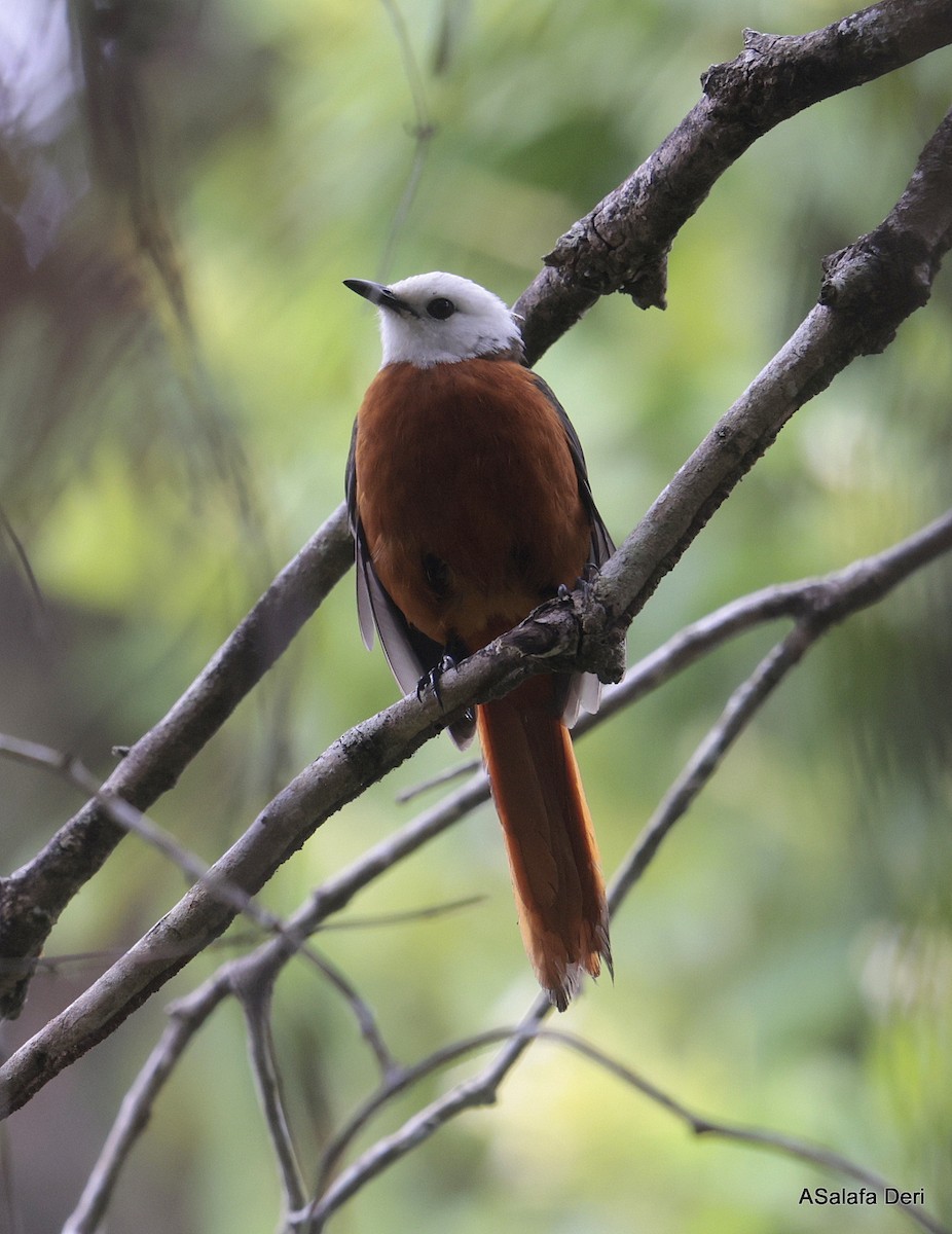 White-headed Robin-Chat - ML640522287
