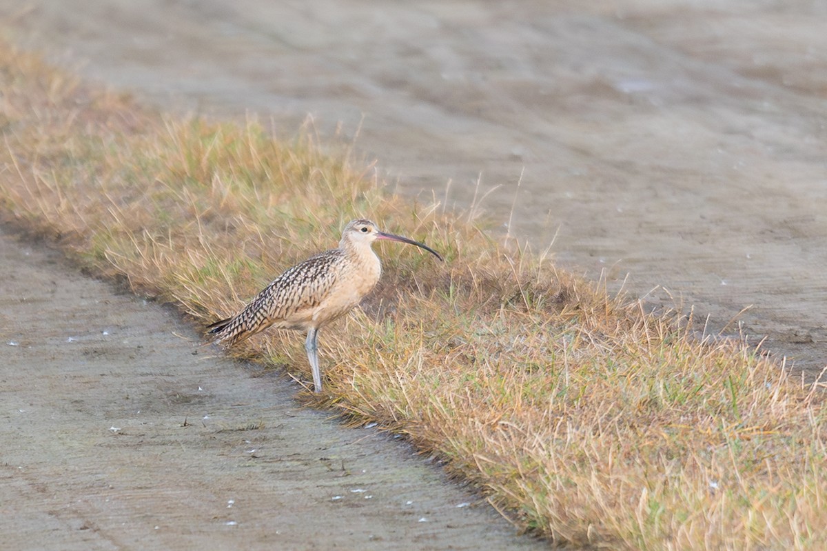 Long-billed Curlew - ML640522309