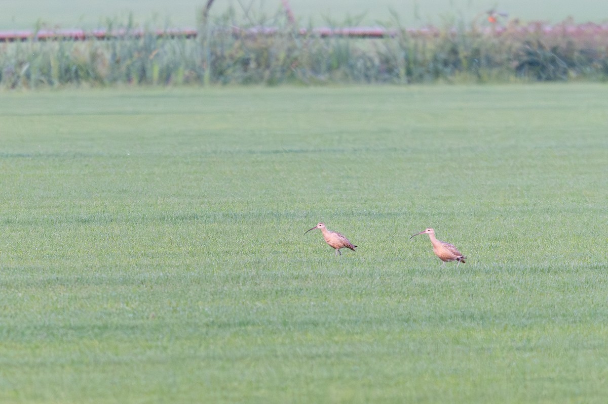 Long-billed Curlew - ML640522312