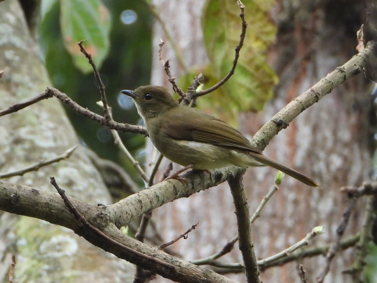 Little Greenbul - ML640522316