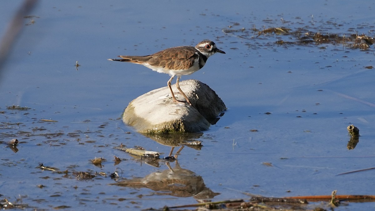 Killdeer - ML640522341