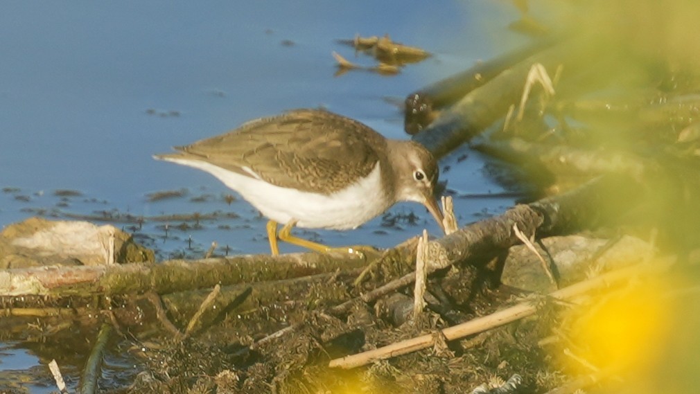 Spotted Sandpiper - ML640522346