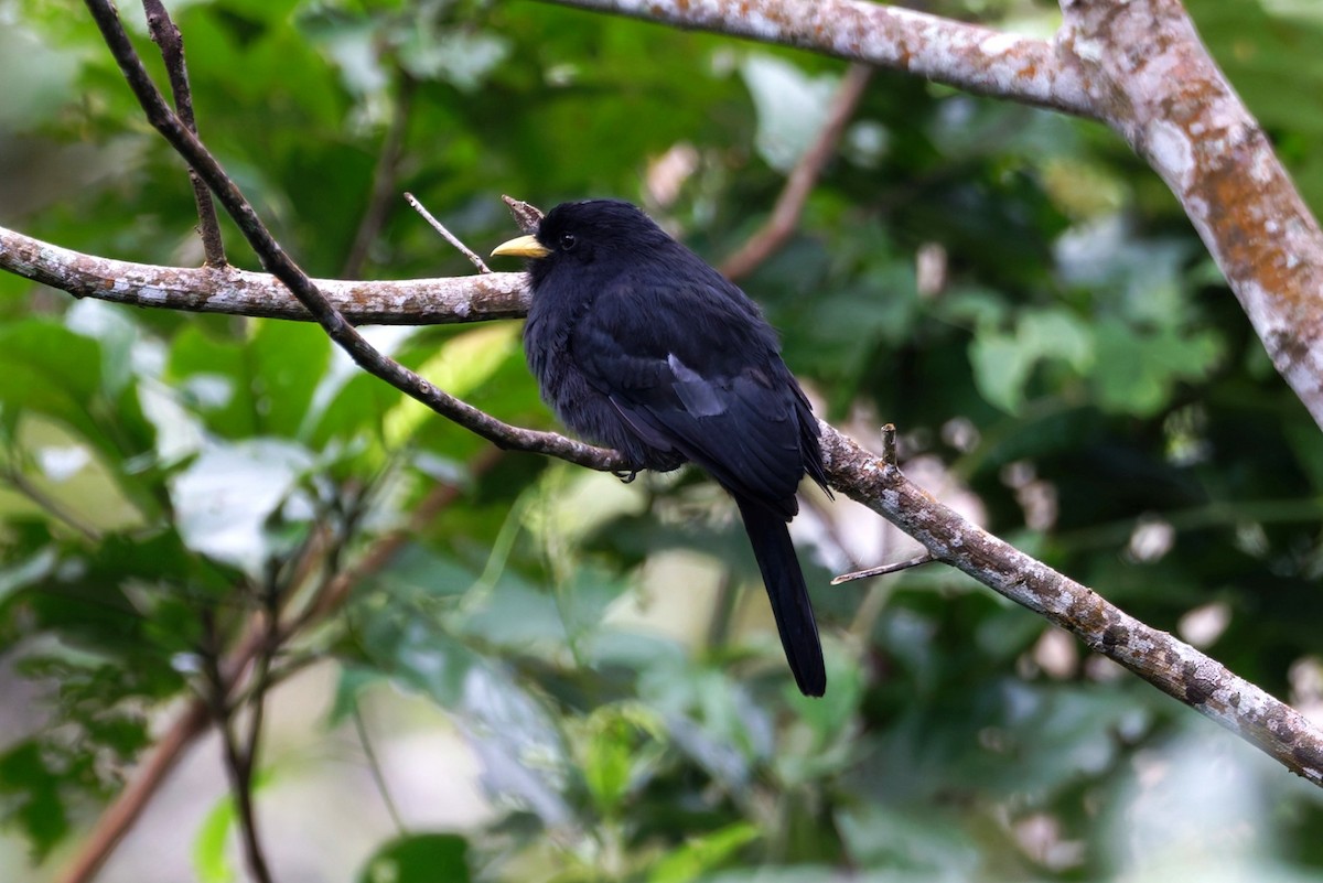Yellow-billed Nunbird - ML640522392