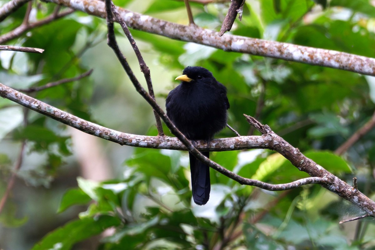 Yellow-billed Nunbird - ML640522396