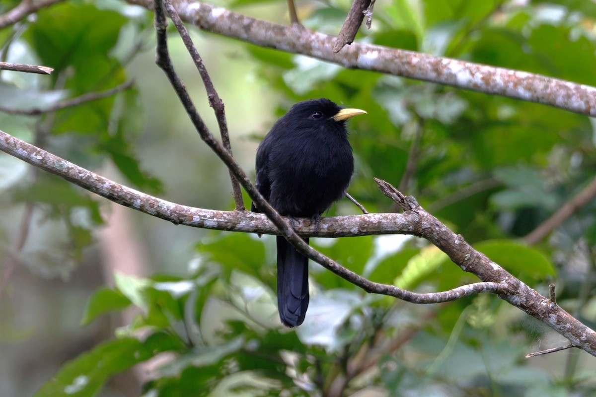 Yellow-billed Nunbird - ML640522402