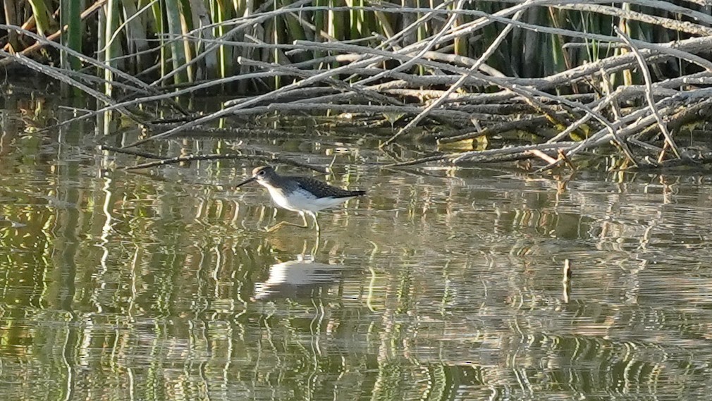 Solitary Sandpiper - ML640522428