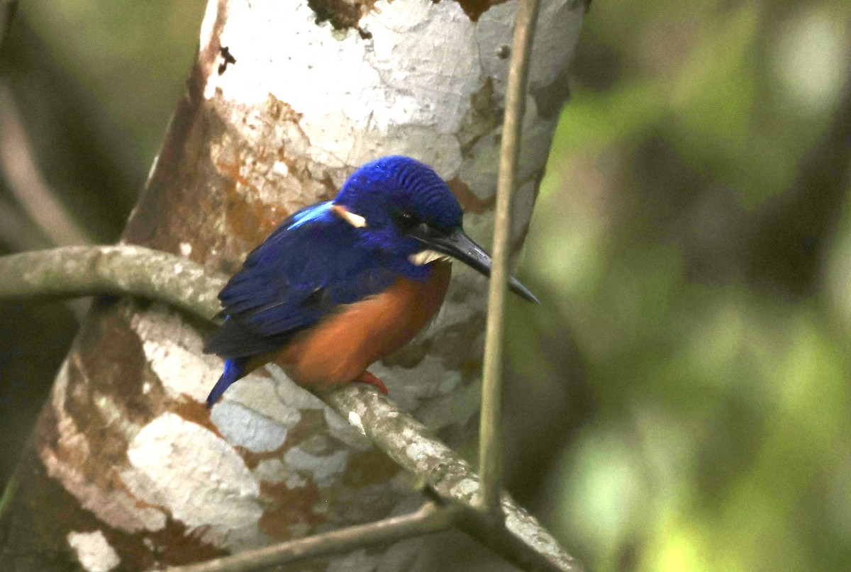 Shining-blue Kingfisher - ML640522430