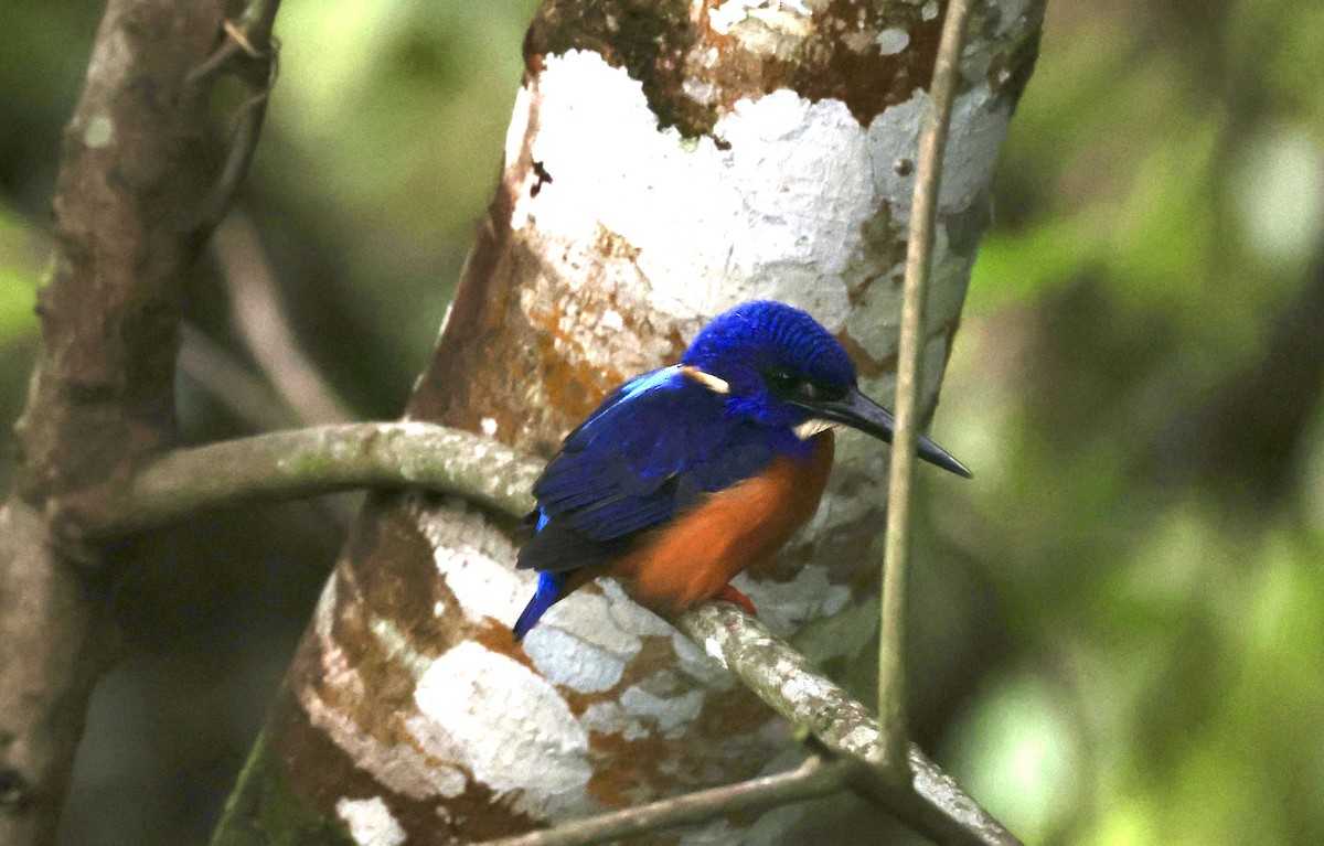 Shining-blue Kingfisher - ML640522431