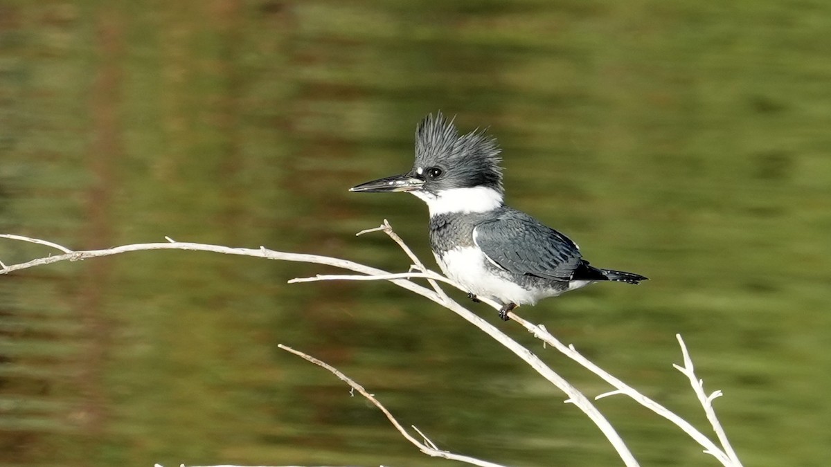 Belted Kingfisher - ML640522441