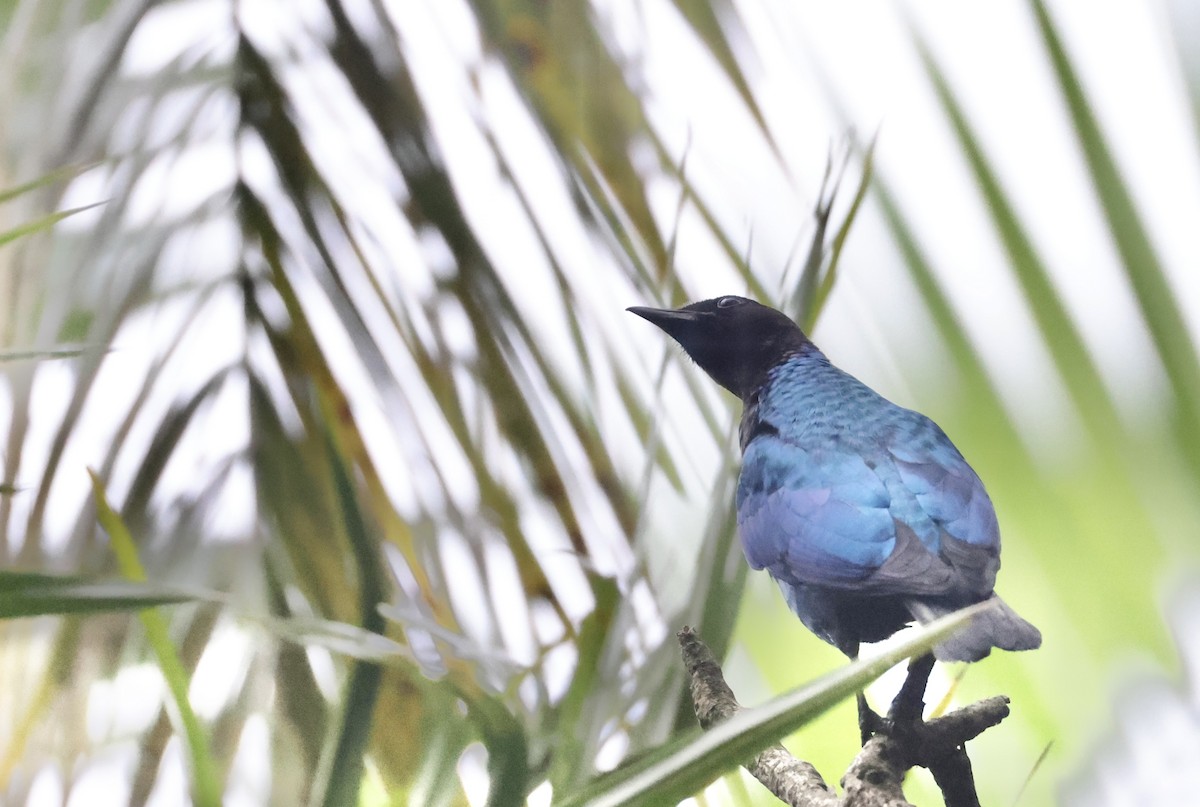 Purple-headed Starling - ML640522451