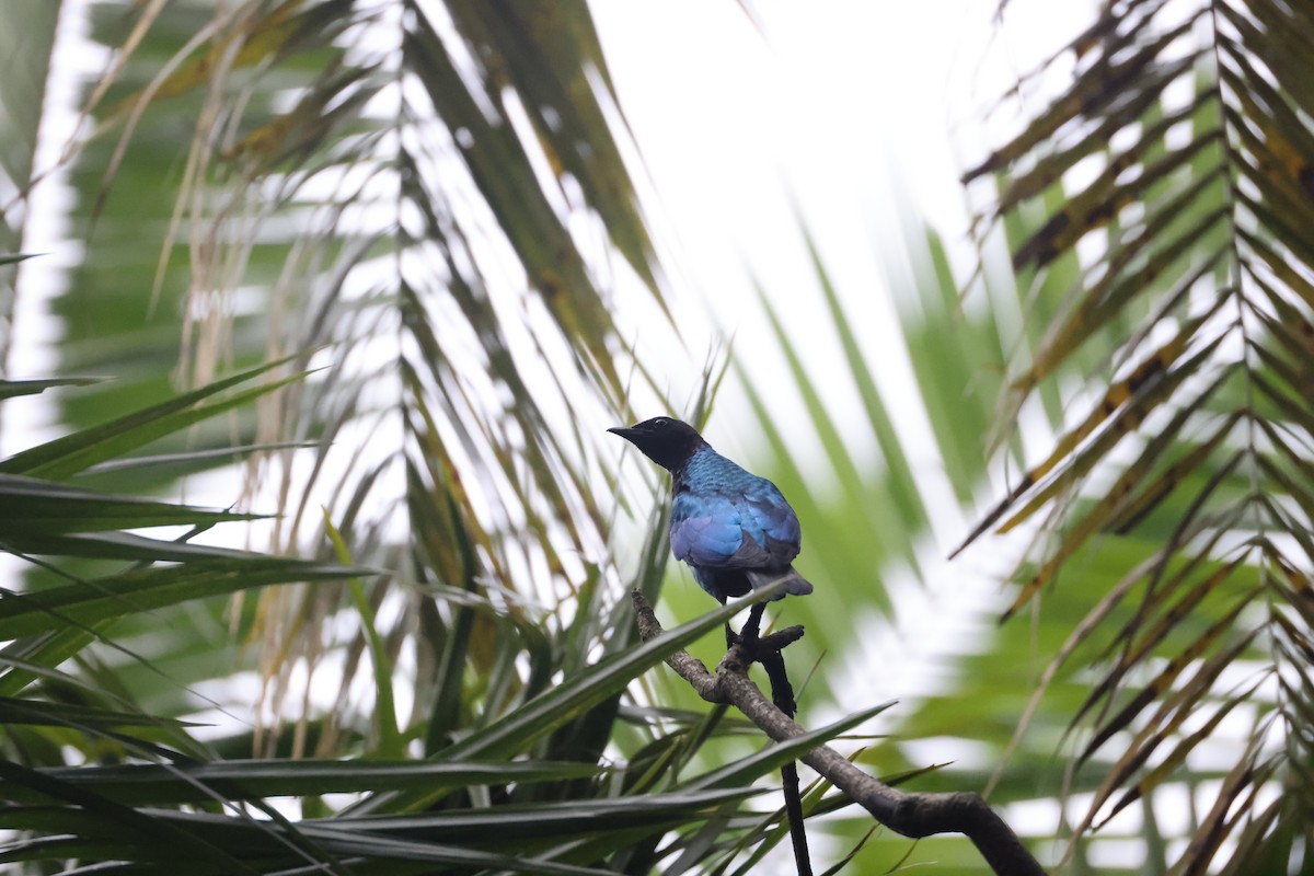 Purple-headed Starling - ML640522453