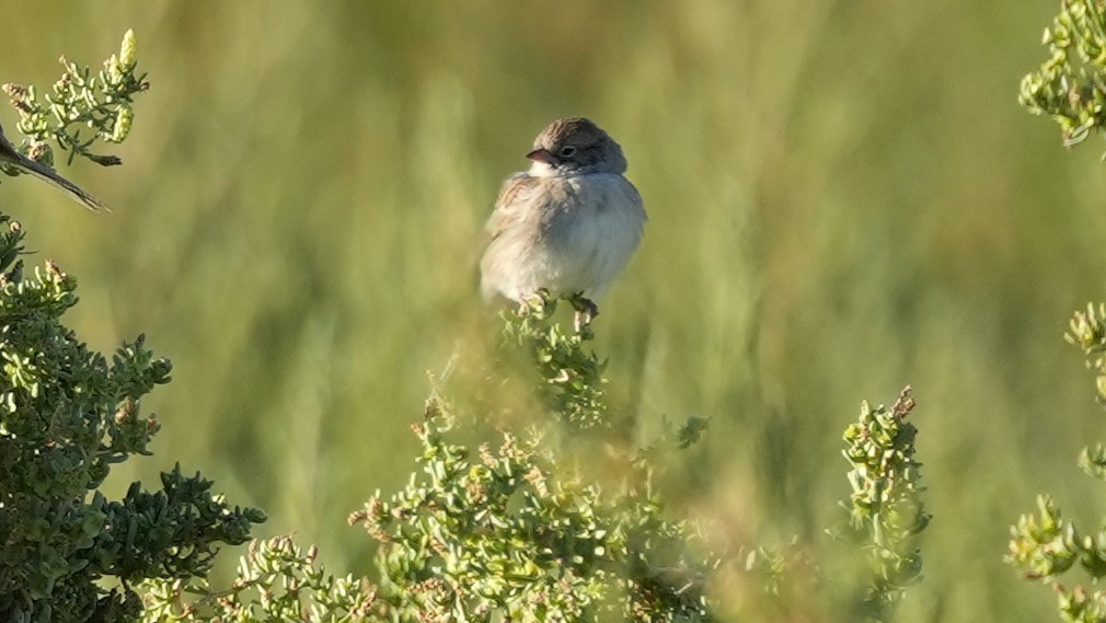 Brewer's Sparrow - ML640522463