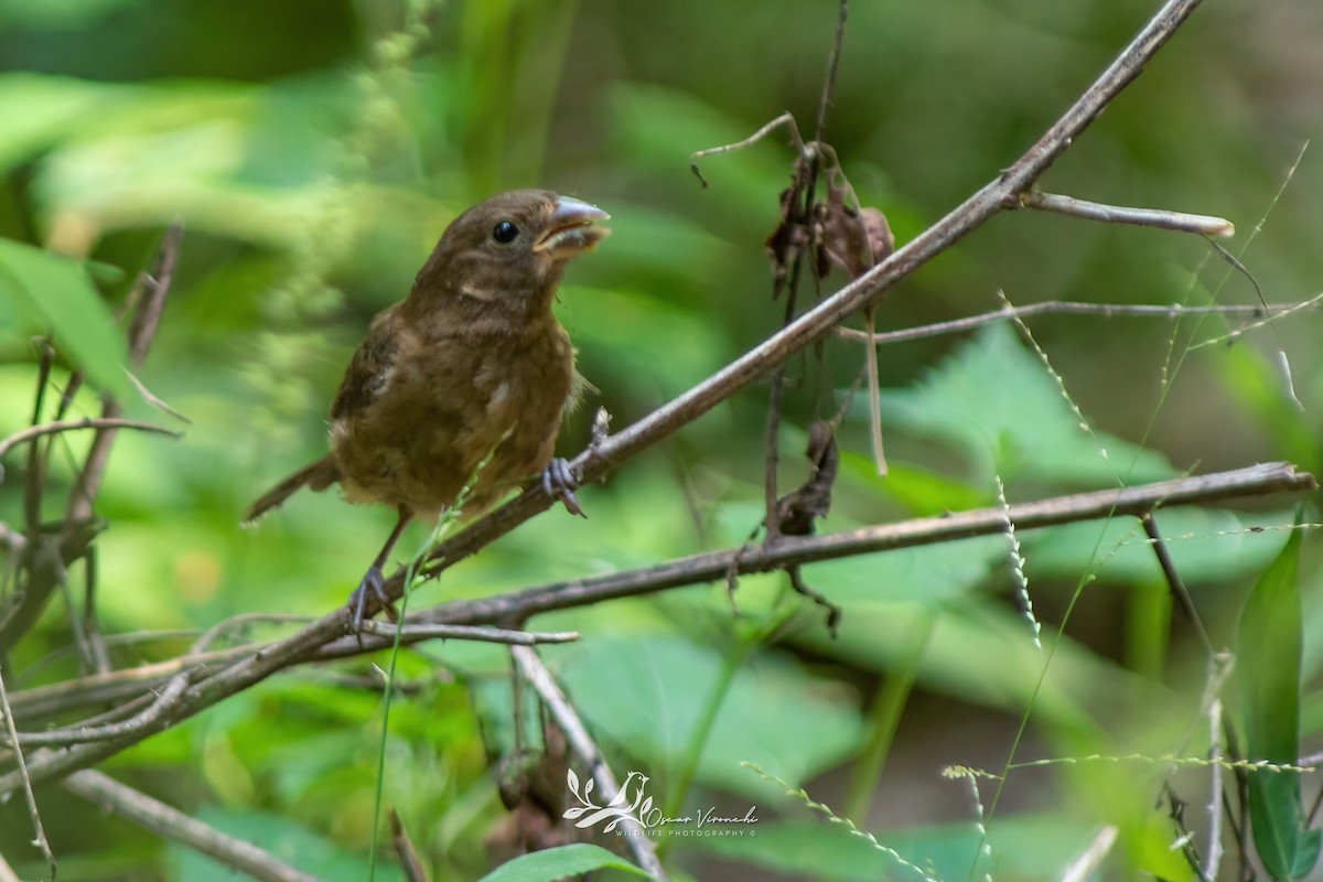 Blue Bunting (West Mexico) - ML640522472