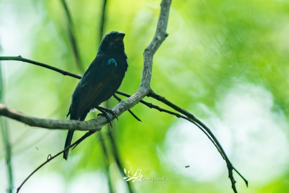Blue Bunting (West Mexico) - ML640522473