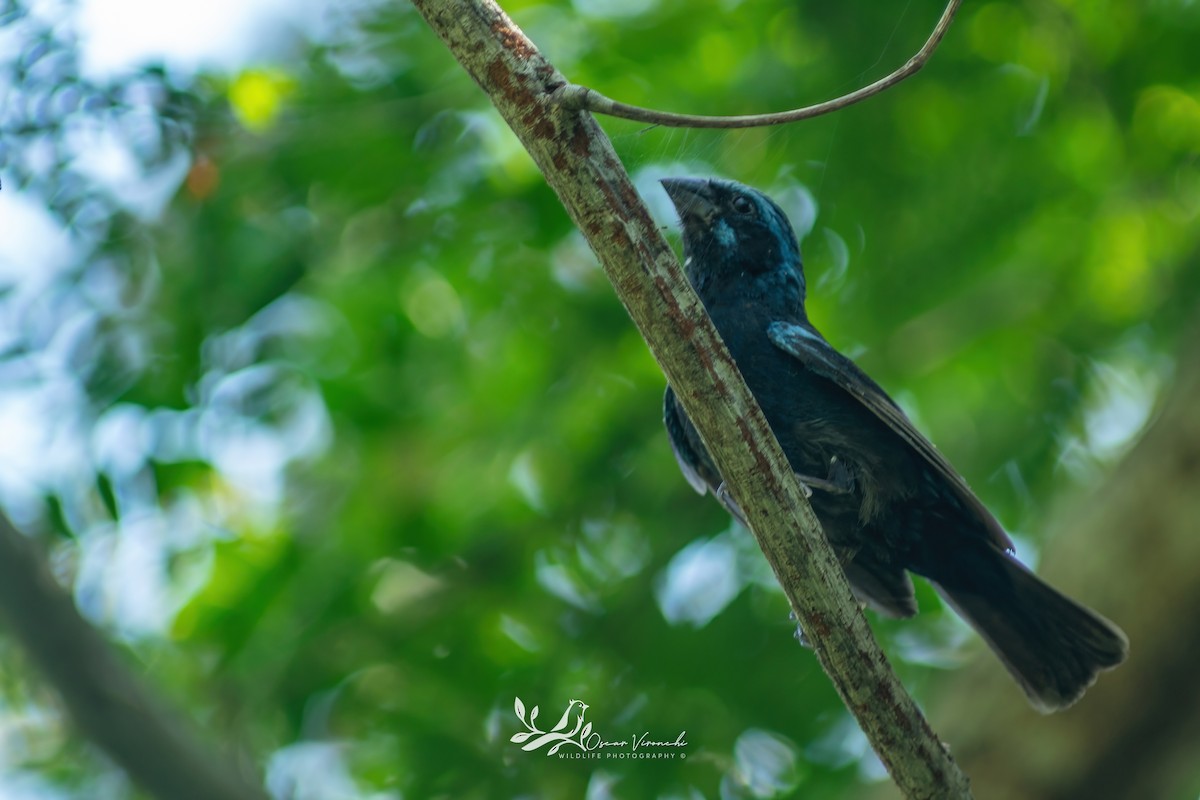 Blue Bunting (West Mexico) - ML640522474