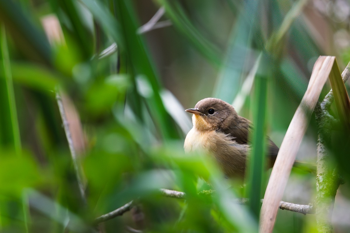 Common Yellowthroat - ML640522485