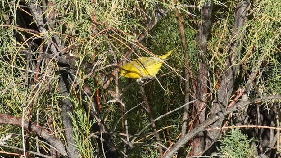 Northern Yellow Warbler - ML640522512