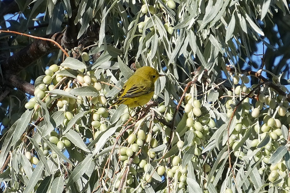 Northern Yellow Warbler - ML640522513