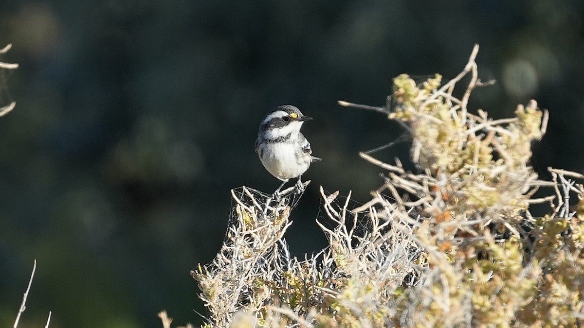 Black-throated Gray Warbler - ML640522519
