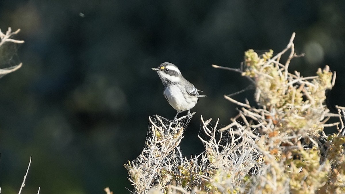 Black-throated Gray Warbler - ML640522520
