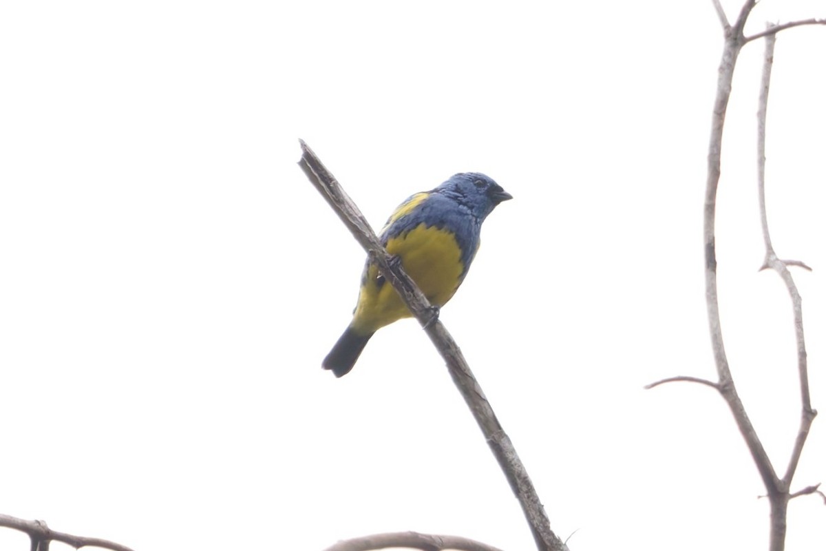 Turquoise Tanager - ML640522548