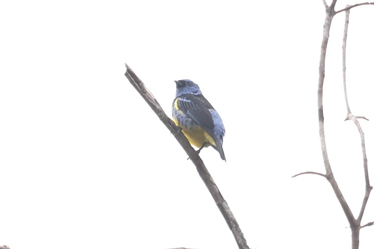 Turquoise Tanager - ML640522553
